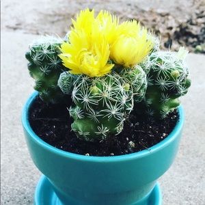 Meet your Posher, Tama